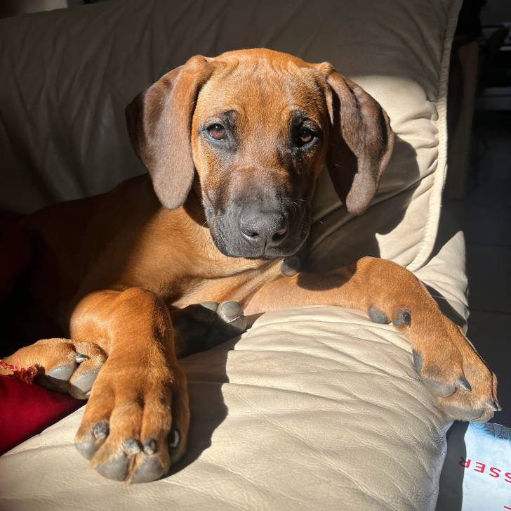 Un Rhodesian Labrador au pelage fauve, allongé dans un canapé et regardant la caméra