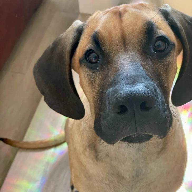 Un Rhodesian Labrador au pelage bicolore, regardant la caméra