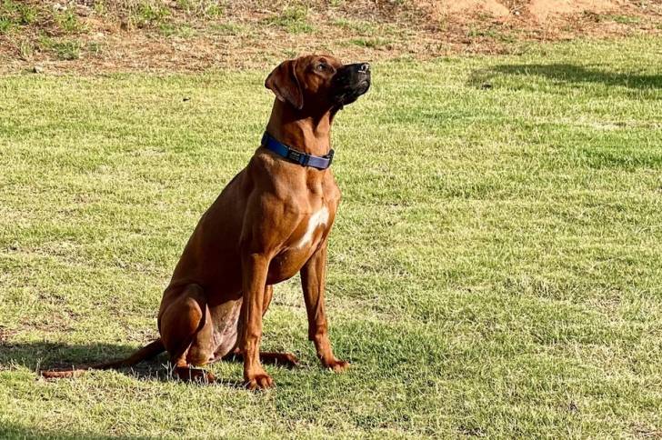 Un Rhodesian Labrador
assis sur un terrain herbeux et portant un collier autour du cou