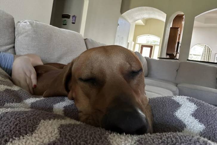 Un Rhodesian Labrador au pelage marron, se faisant caresser par une personne et semblant dormir
