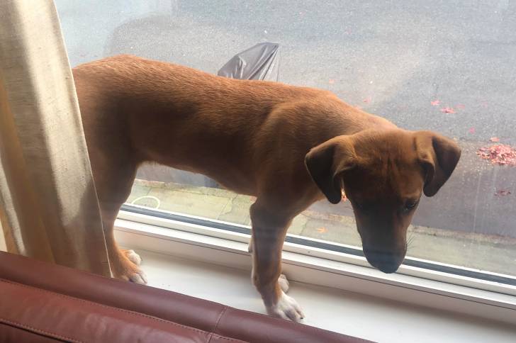 Un Rhodesian Labrador au pelage fauve, debout à côté d'une fenêtre