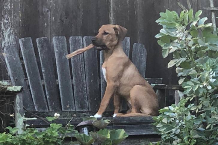 Un Rhodesian Labrador assis sur une chaise en bois, et tenant un bout de bois dans sa gueule