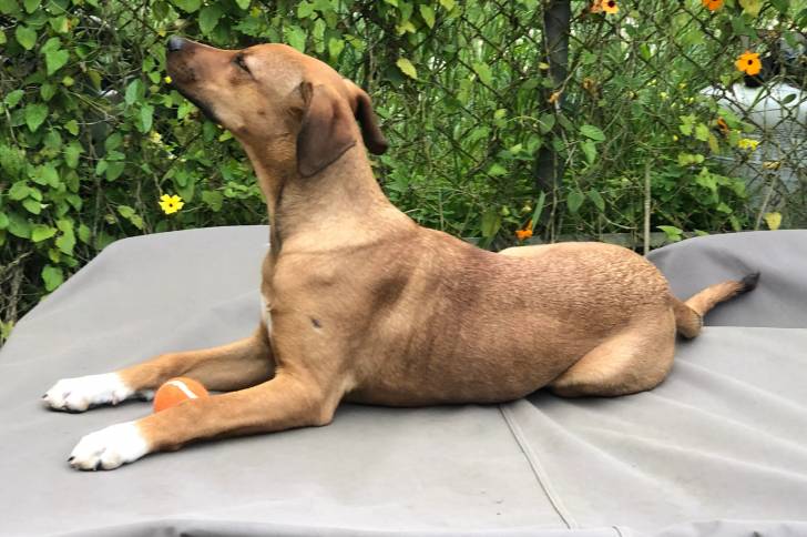 Profil d'un Rhodesian Labrador allongé sur une couverture, et ayant entre ses pattes une balle 