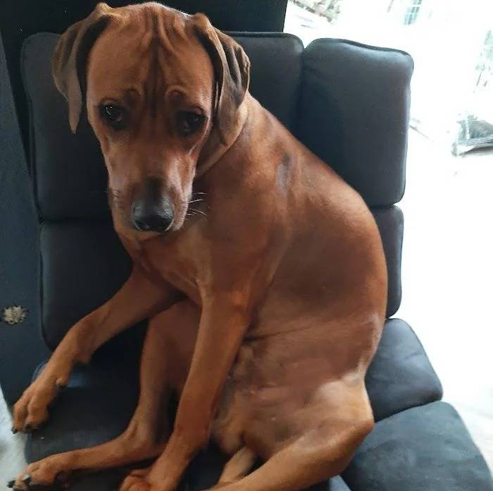 Un Rhodesian Labrador au pelage fauve, assis dans un fauteuil et regardant la caméra