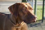 Un Rhodesian Labrador au pelage fauve et aux yeux miel