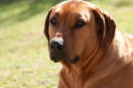 Un gros plan d’un Rhodesian Labrador au pelage fauve et aux yeux miel