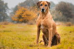 Un Rhodesian Labrador au pelage fauve, assis dans l’herbe