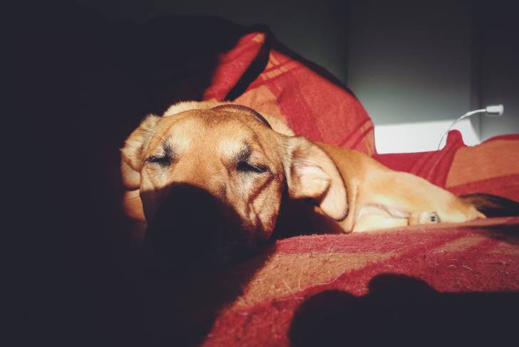 Un Rhodesian Labrador au pelage fauve, dormant sur une couverture rouge