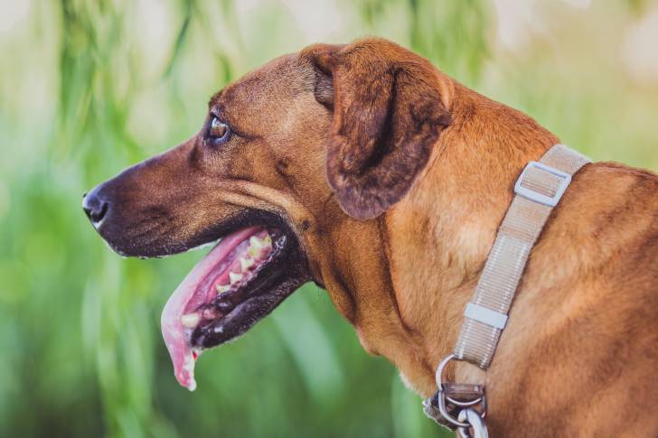 Un Rhodesian Labrador au pelage fauve, gueule ouverte et portant un collier en tissu