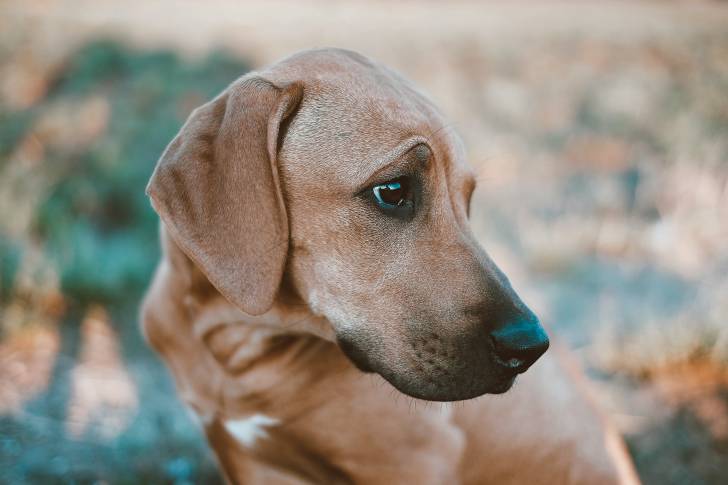 Un gros plan du profil d’un Rhodesian Labrador au pelage fauve