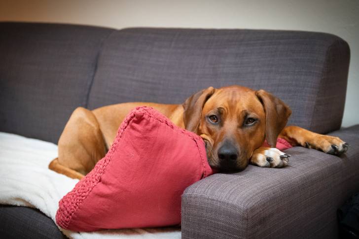 Un Rhodesian Labrador au pelage fauve, la tête reposant sur un coussin rouge