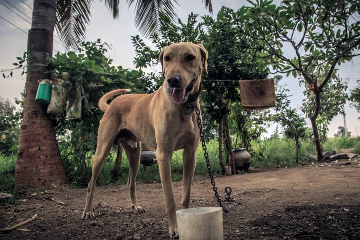 Un Rhodesian Labrador au pelage fauve, attaché par une chaîne, dans un jardin