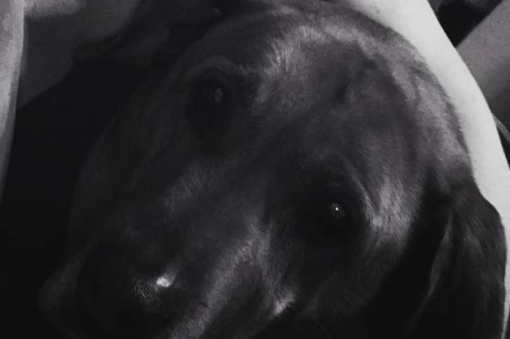 Photo montrant un Rhodesian Labrador au pelage noir, regardant la caméra