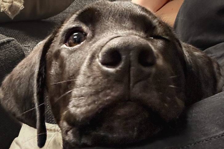 Un Rhodesian Labrador au pelage noire, regardant la caméra.