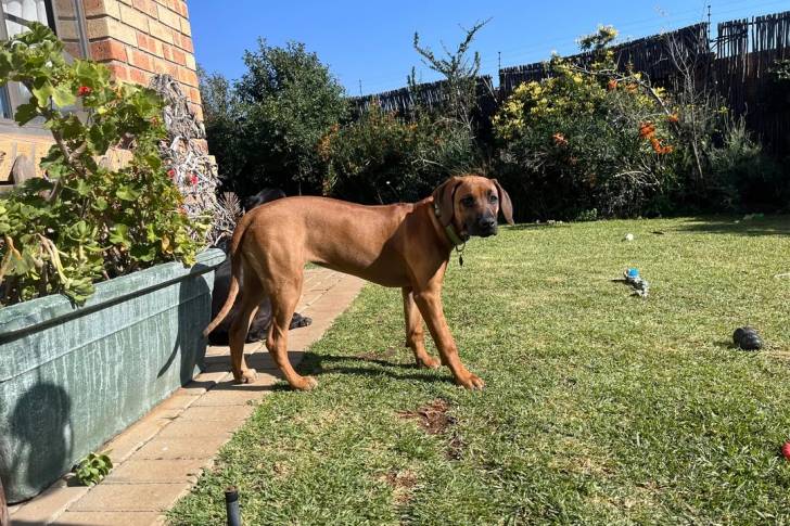 Un Rhodesian Labrador au pelage marron, se tenant à quatre pattes et portant un collier au cou