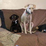 Deux Whipador, aux pelages blancs et noirs, assis sur un fauteuil et portant des colliers.