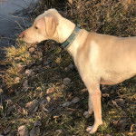Profil d'un Whipador debout face à un lac et qui à un porte-laisse autour du cou.