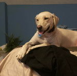  Un Whipador aux oreilles tombantes, allongées sur un lit et tirant la langue