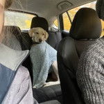 Un Whipador habillé d'un pull-over à longues manches et assis dans une voiture