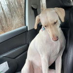 Un Whipador assis dans une voiture avec une médaille en forme de cœur autour du cou.