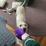 Un Whipador marche vers son propriétaire qui lui tend un doudou violet.