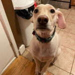 Photo d'un Whipador au pelage blanc assis dans une pièce avec un porte-laisse noir au cou