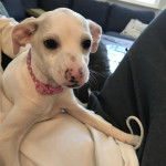 Un petit Whipador blanc aux yeux noir assis , avec un porte-laisse attaché à son cou.