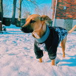 Un Whipador au museau noir debout dans la neige, vêtu de noir et de bleu.