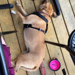 Un Whipador couché sur un col en bois, avec une combinaison pour chien noire et une laisse grise.