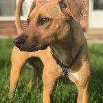 Photo d’un Whipador debout dans un champ d’herbe verte, portant une petite médaille en fer autour de son cou
