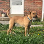 Un Whipador debout, le cou orné d’un porte-laisse rose, dans un champ d’herbe, et qui semble attentif.
