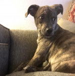 Un petit Whipador assis sur un canapé et qui semble interpellé