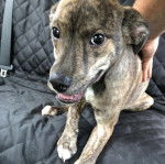 Un Whipador bicolore allongé dans un canapé noir et qui fixe la caméra la gueule légèrement ouverte 