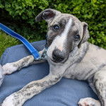 Un Whipador bicolore, allongé sur un coussin bleu et fixant la caméra.