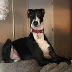 Un grand Whipador bicolore allongé sur un canapé et portant une laisse rouge autour du cou.