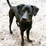 Un petit Whipador noir à oreilles tombantes qui regarde la caméra et porte un collier vert autour du cou.