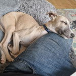 Photo d'un Whipador allongé sur la cuisse de son propriétaire, avec un porte-laisse noir bleu