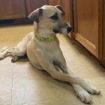 Un Whipador allongé au sol, portant un collier vert autour du cou et paraissant détendu.