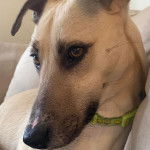 Profil d'un Whipador blanc assis dans un canapé et doté d'un porte-laisse vert autour du cou.