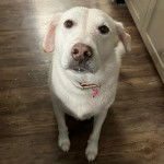 Un Whipador de pelage blanc assis sur un sol en bois et portant un petit médaillon rose.