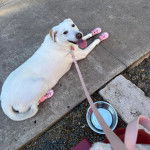 Un Whipador aux pattes couvertes allongé, qui tire la langue et qui est tenu en laisse.