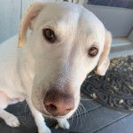 Photo montrant le visage d’un Whipador assis sur un plancher en bois