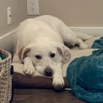 Un Whipador blanc aux yeux noir allongé sur un lit et qui semble détendu