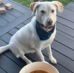 Un Whipador assis sur un sol en bois, devant un bol de soupe, avec un foulard noir au cou.