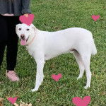 Un Whipador blanc debout dans un champ d’herbes vertes, près de son propriétaire