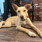 Un Whipador allongé sur un sol en bois avec un médaillon en forme de coeur au cou