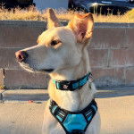 Photo d'un Whipador doté d'une combinaison pour chien de couleur bleu