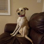 Un Whipador assis dans un fauteuil avec un porte-laisse gris au cou