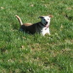 Un Whipador allongé dans un champ d’herbe verte et qui porte un collier autour du cou.