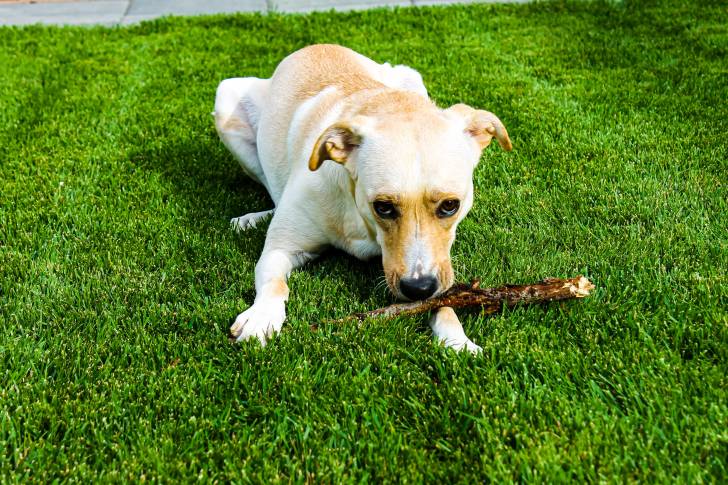 Un Whipador à la robe beige, mordant un bâton de bois tout en étant allongé sur l’herbe
